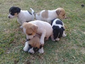 kortbeen jack russell