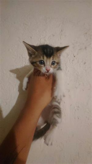 baby kittens for sale 