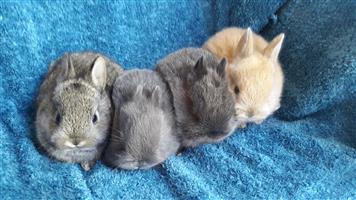 Angora Dwarf Rabbits