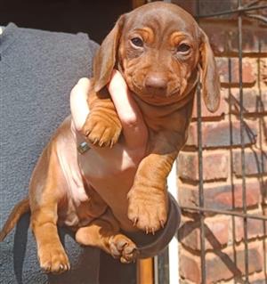 Miniature dachshund puppies 
