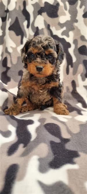 Gorgeous yorkipoo boys available 