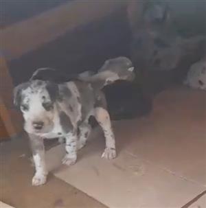 Great Dane puppies 