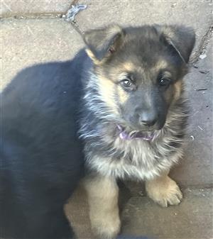 German Shepherd Puppies. 