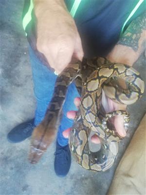 Reticulated python for sale
