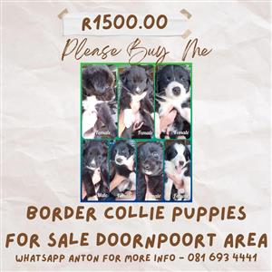 Border Collie Puppies for sale. 6 Female & 1 Male.