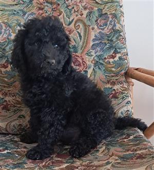 Gorgeous standard French poodle males available black