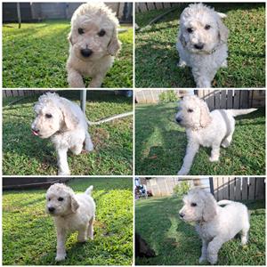 Standard French Poodle