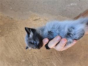 Kittens