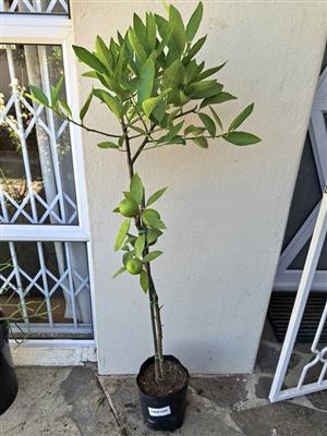 Fruit-bearing Grafted Established Tahiti Bearss Lime Trees