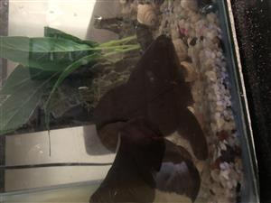 Black moor goldfish male and female for sale