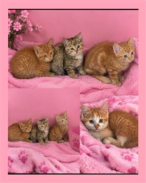 Kittens 