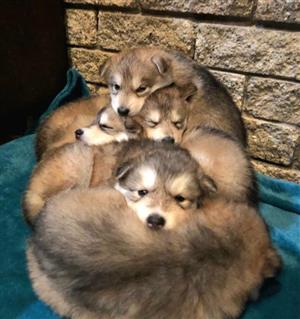 Husky puppies