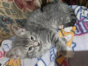 Playful kitten 