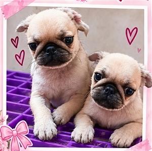 Pug puppy