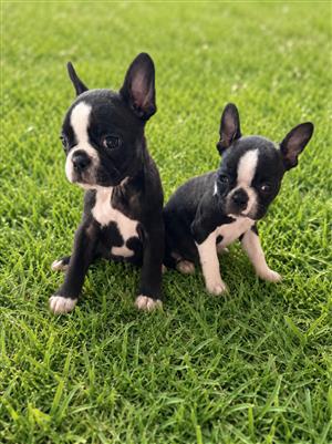 Boston Terrier puppies