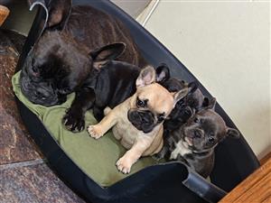 English Bulldog puppies (Read full description for all info) 