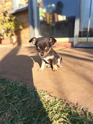 Chihuahua male puppy