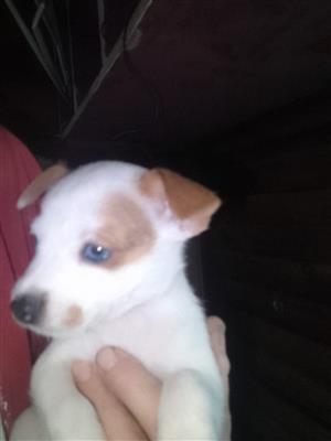 Jack Russell X Beaver Yorkie puppies born on the 20 March 2026