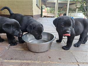 Purebred Labrador puppies 