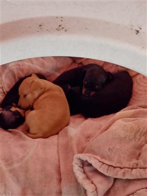 Miniature pincher puppies for sale. Black and Tan as well as brown,