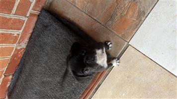 Pug needs a good home