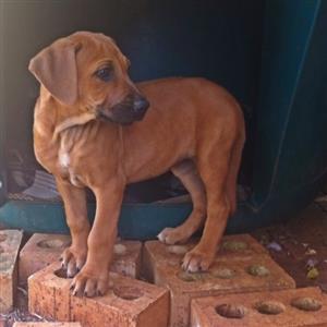 ridgeback x puppies for sale