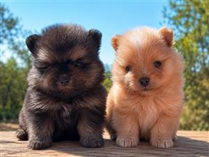 TOY POM PUPPIES TE KOOP   2 Pragtige Toy Pom-hondjies beskikbaar:  1 Reuntjie