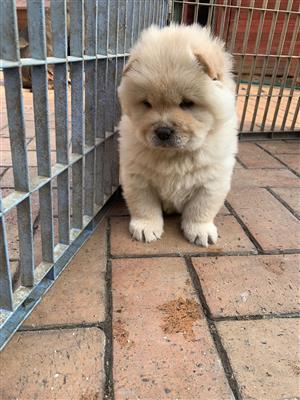 Gorgeous Chow chow puppies available