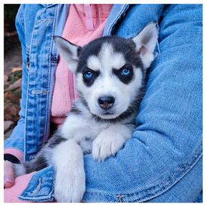 Purebred Siberian Husky Pups