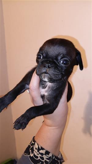 Male pug puppies 