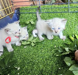 Stunning Ragdoll Siamese
