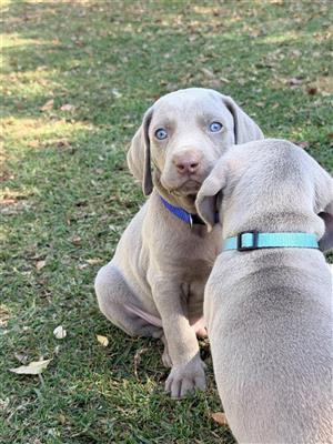 Pure Bred Weimaraner Puppies, Vaccinated available from 4 July 2026