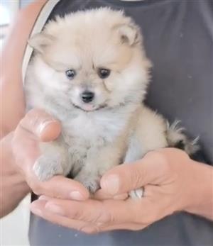 Toypom Pomeranian puppies 