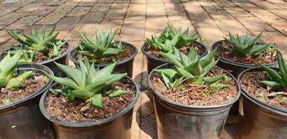 Haworthia limifolia