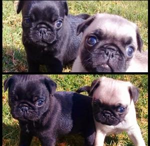 Beautiful pure bred pug puppies 