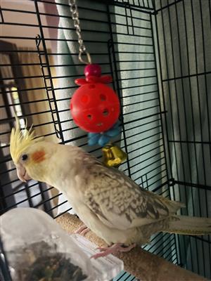 Young Vibrant Cockatiel with cage and accessories 10 months old