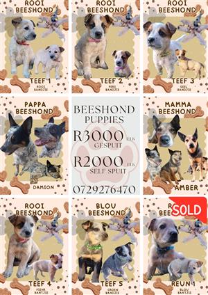 Australian cattle dog puppies / beeshond 