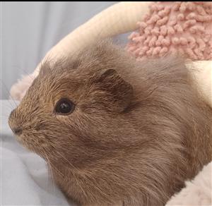 Guinea pig