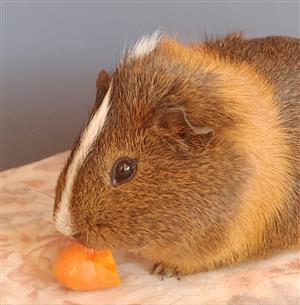 Guinea pigs