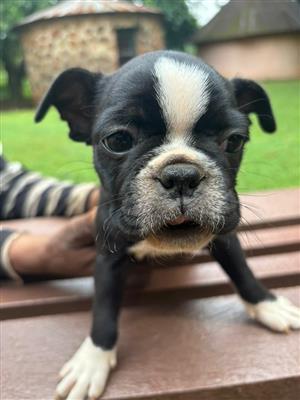 Boston Terrier puppies