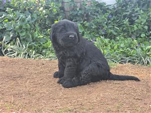 Giant Schnauzer Puppies