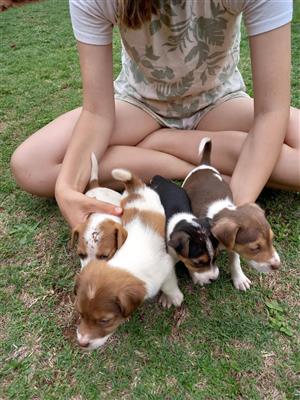 Jack Russell puppies