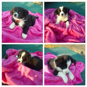 Border Collie puppies