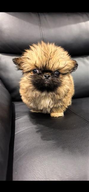 Pekingese puppy