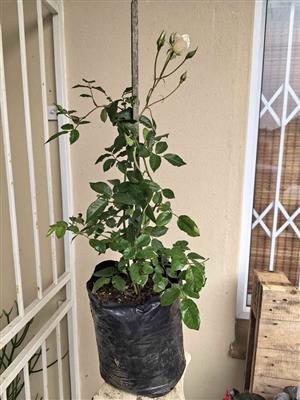 Elegant Lush Iceberg Rose in 20L bag 