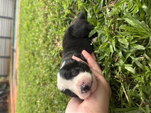 Border Collie puppies