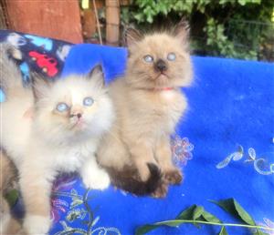 Beautiful Sealpoint kitten.