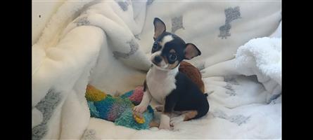 Chihuahua hondjies