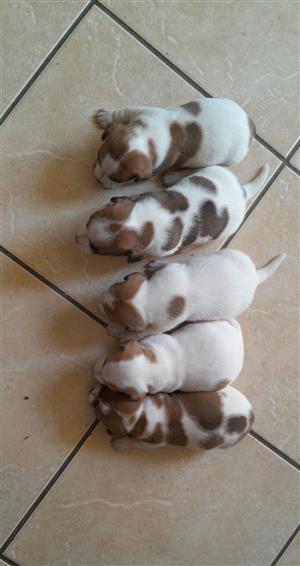 Jack Russell puppies 