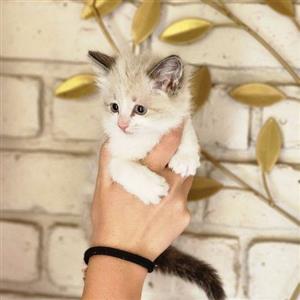 ragdoll kitten available 